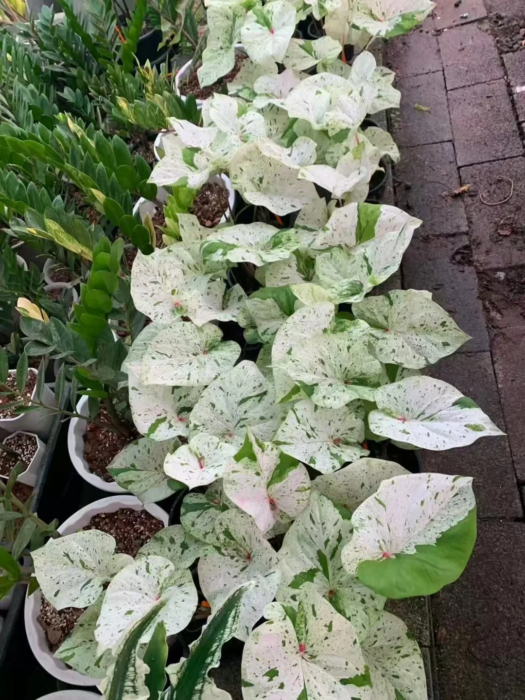 下一趟中薄荷糖
