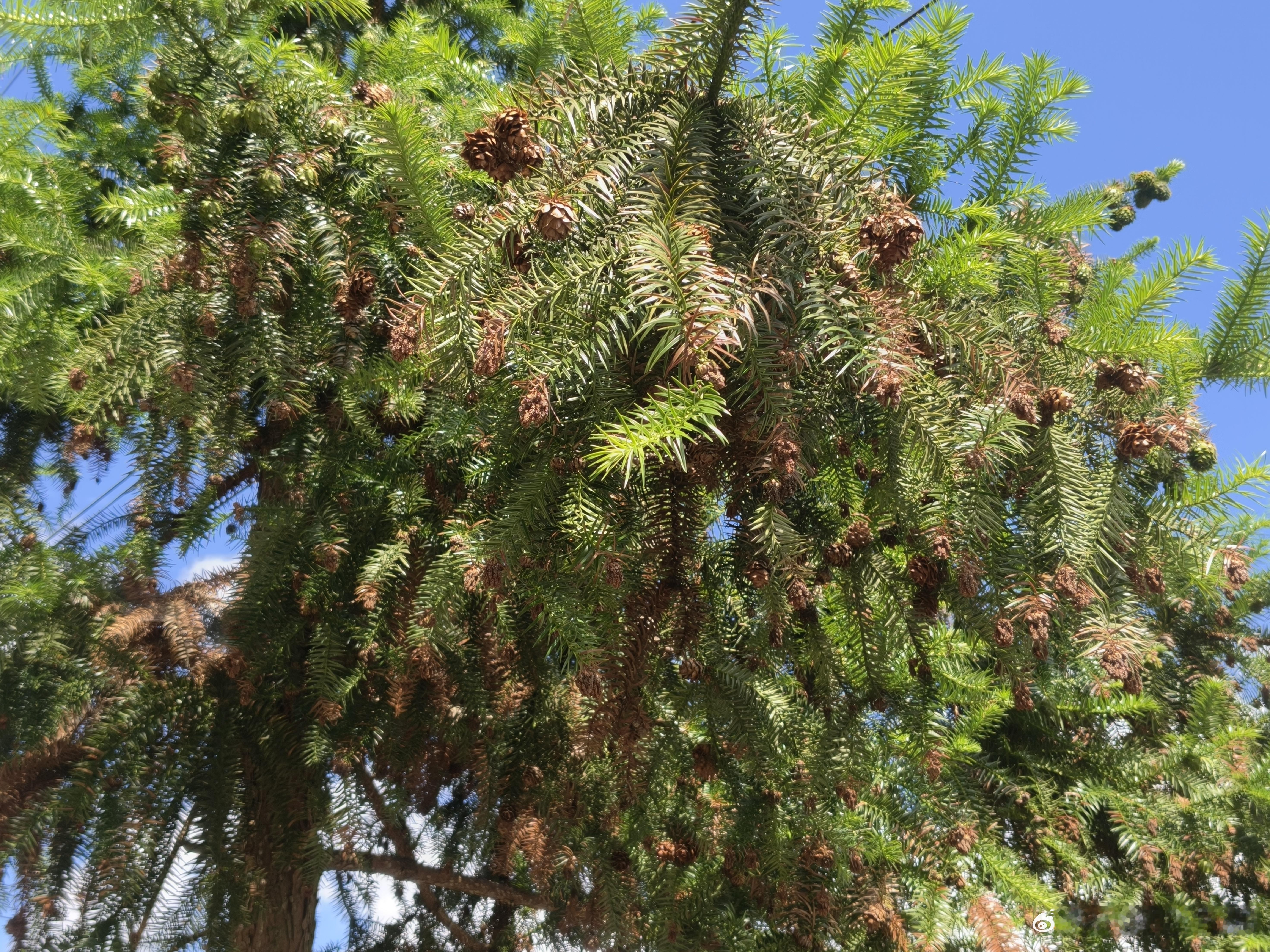 黄岩 满树松果 