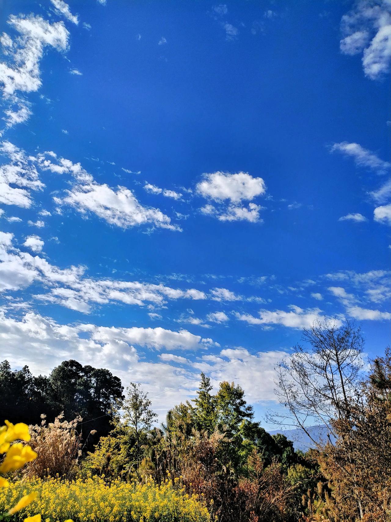 晒图笔记大赛 蓝天白云下的野花盛开，自然美景尽收眼底！🌸🌤️走近大自然，用手