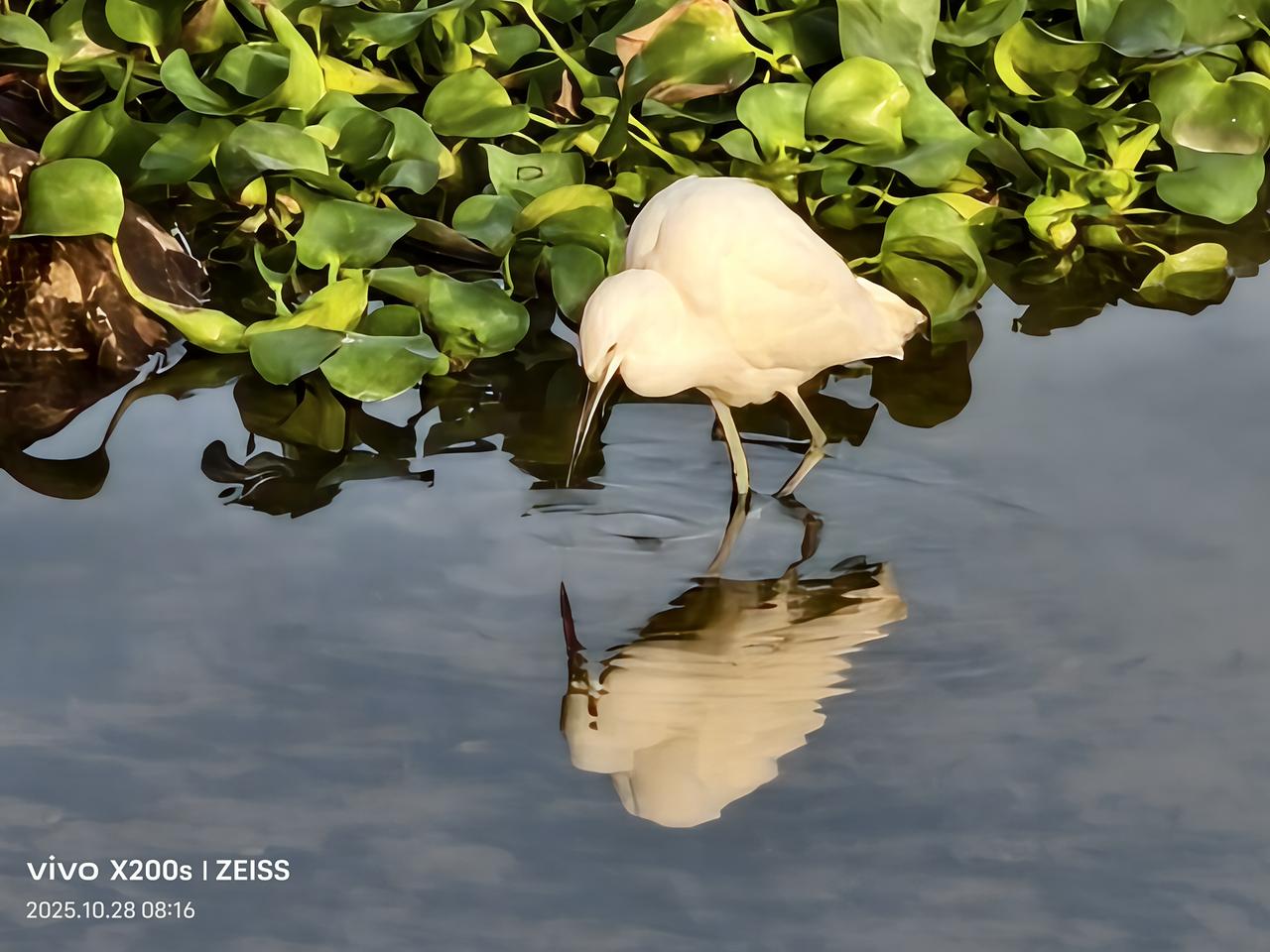交换一张可爱的水鸟照片白鹭（手机拍摄）