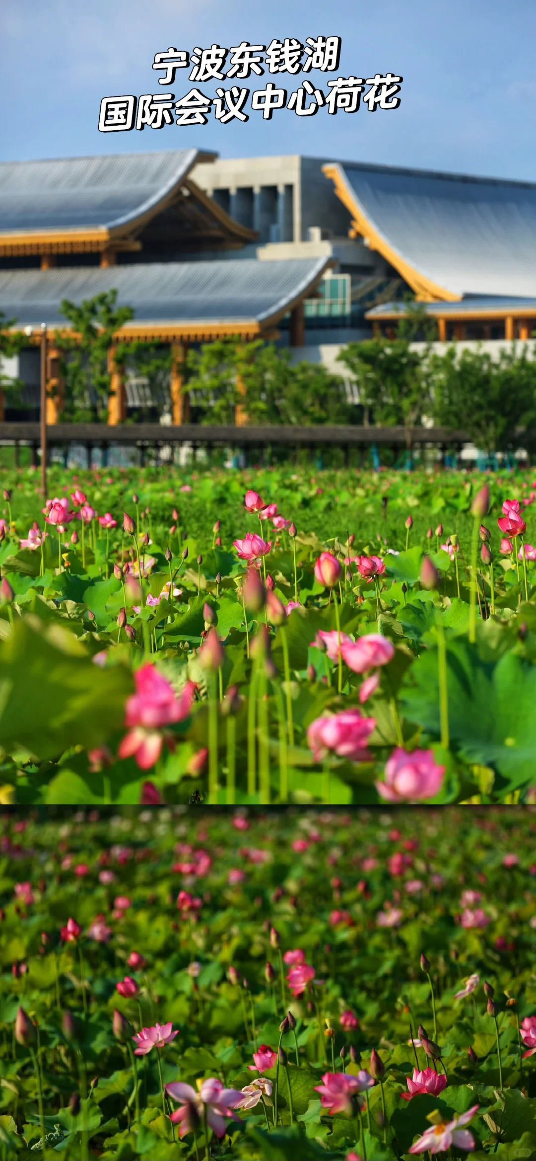 顶流！宁波看荷花还得来东钱湖呀 附攻略