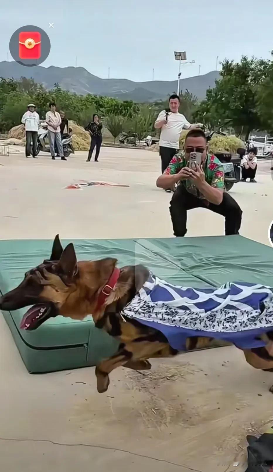 高动力的马犬，咬到了高空物体，而后又安然着陆。真的宛如练过轻功一般，让众人惊叹不
