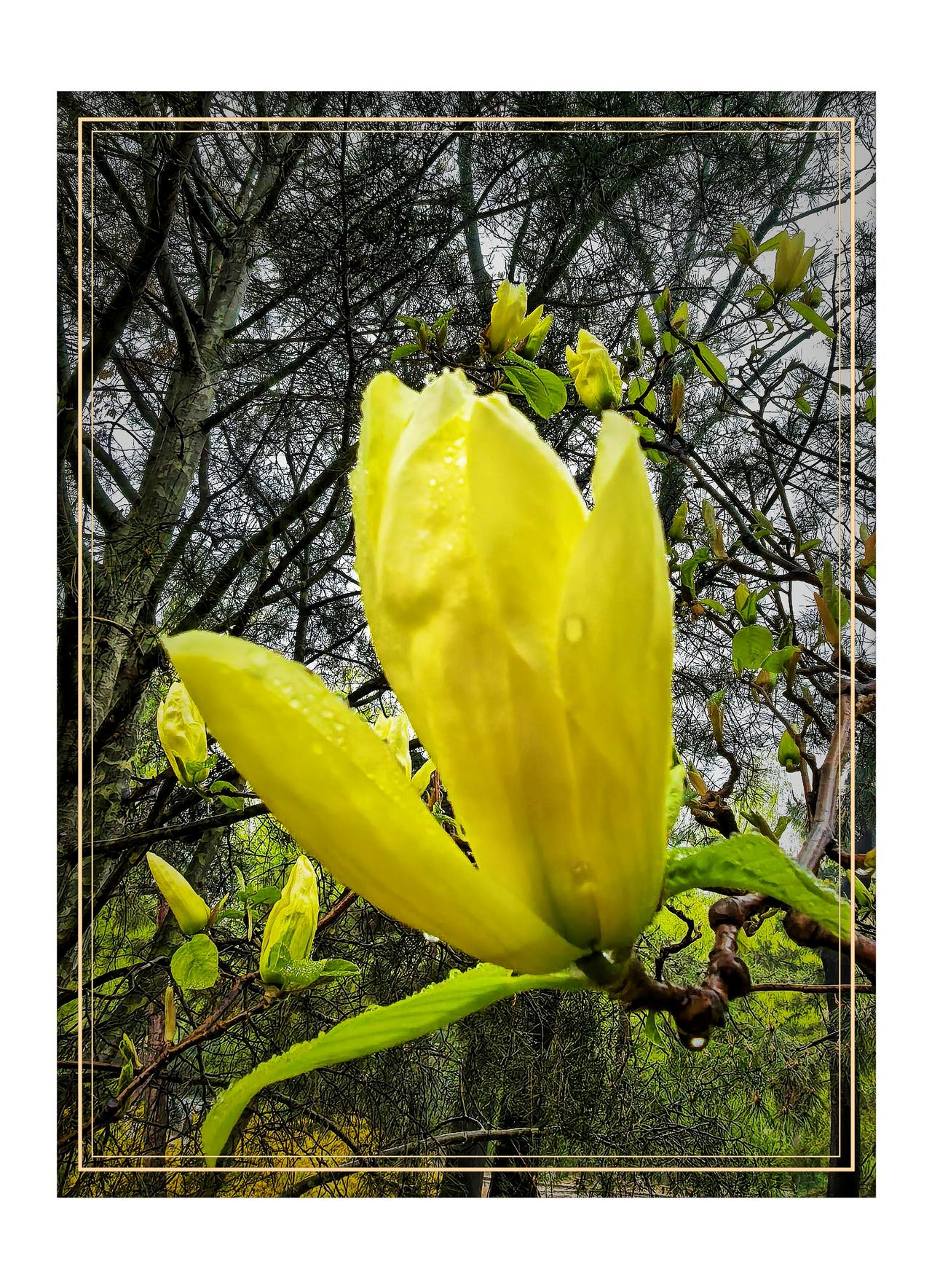 有没有漂亮的花朵图片吗玉兰花