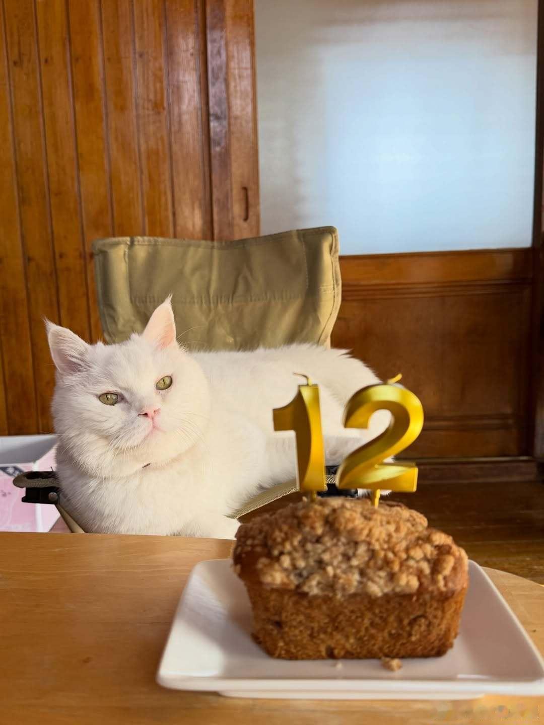 高梨喵桑12岁生日快乐🎂..cr：heek_r 