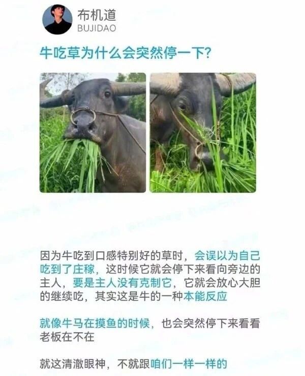 牛顿