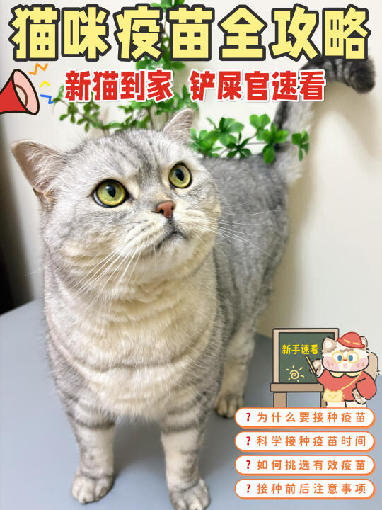 养猫必修课｜新手必看的猫咪疫苗全攻略