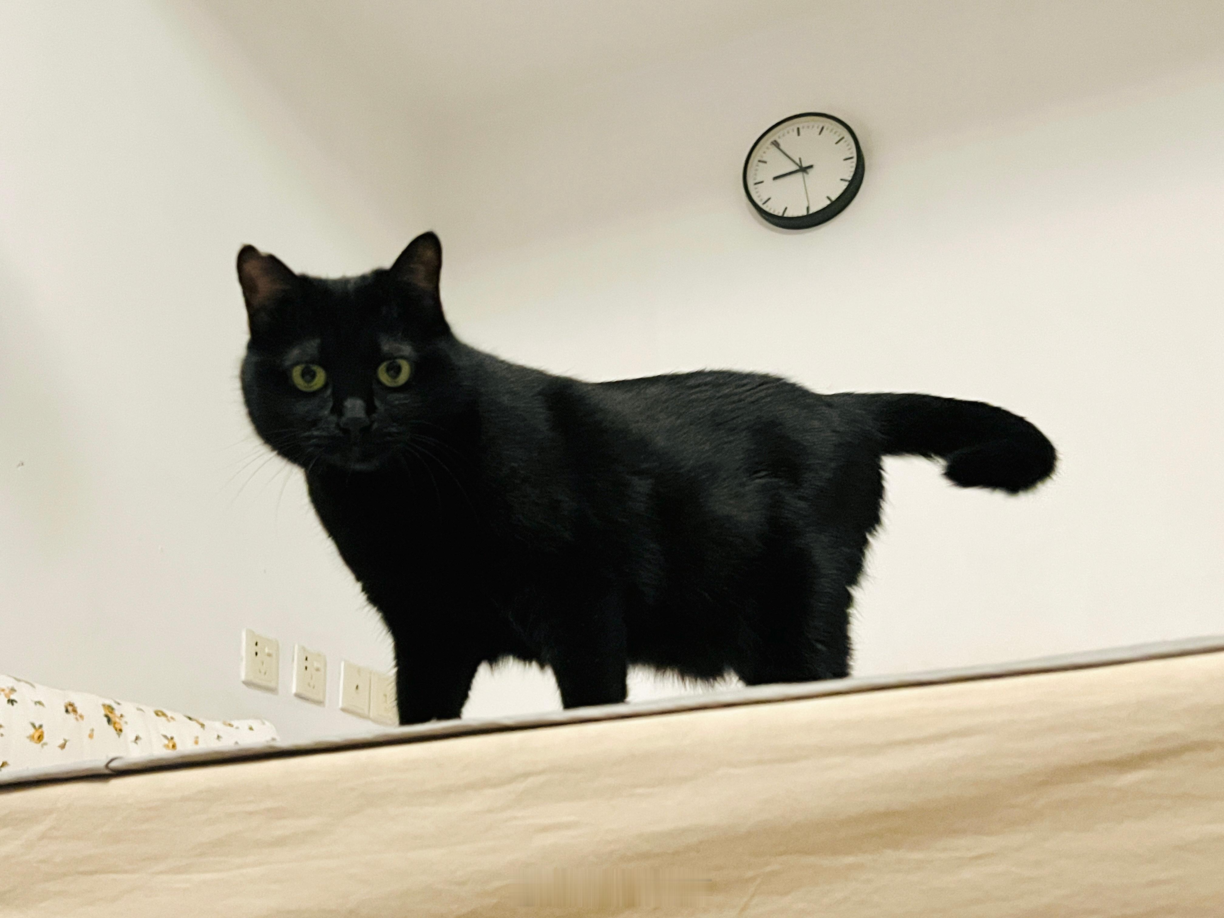 小小的黑蝦蝦#蝦蝦不可以太可愛# ​​​