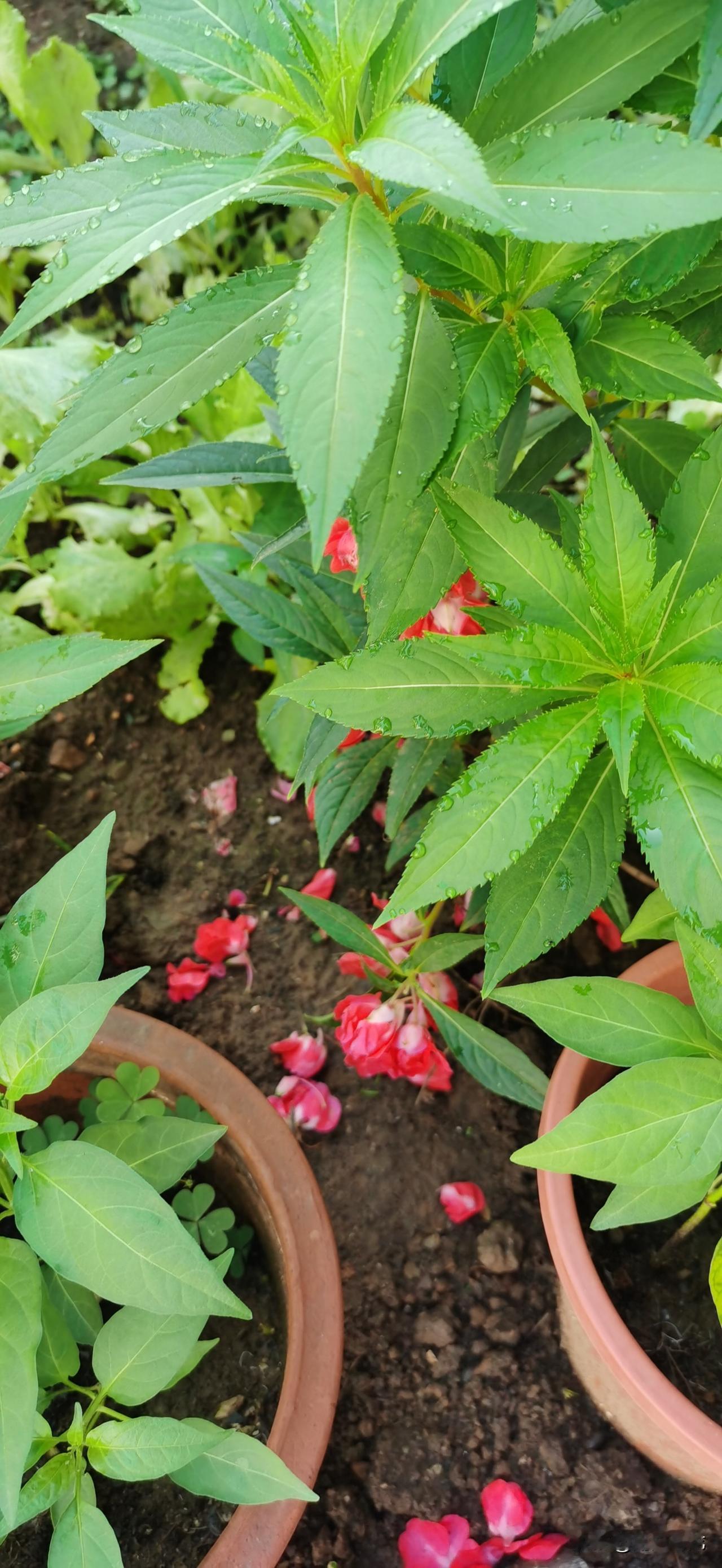 落花
文/滨城老龙
雨水无情打落花
蜜蜂有意护新芽
莫叹枝上芳菲尽
留得清香入万