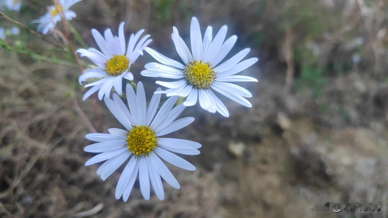 #秋日生活打卡季#山花烂漫