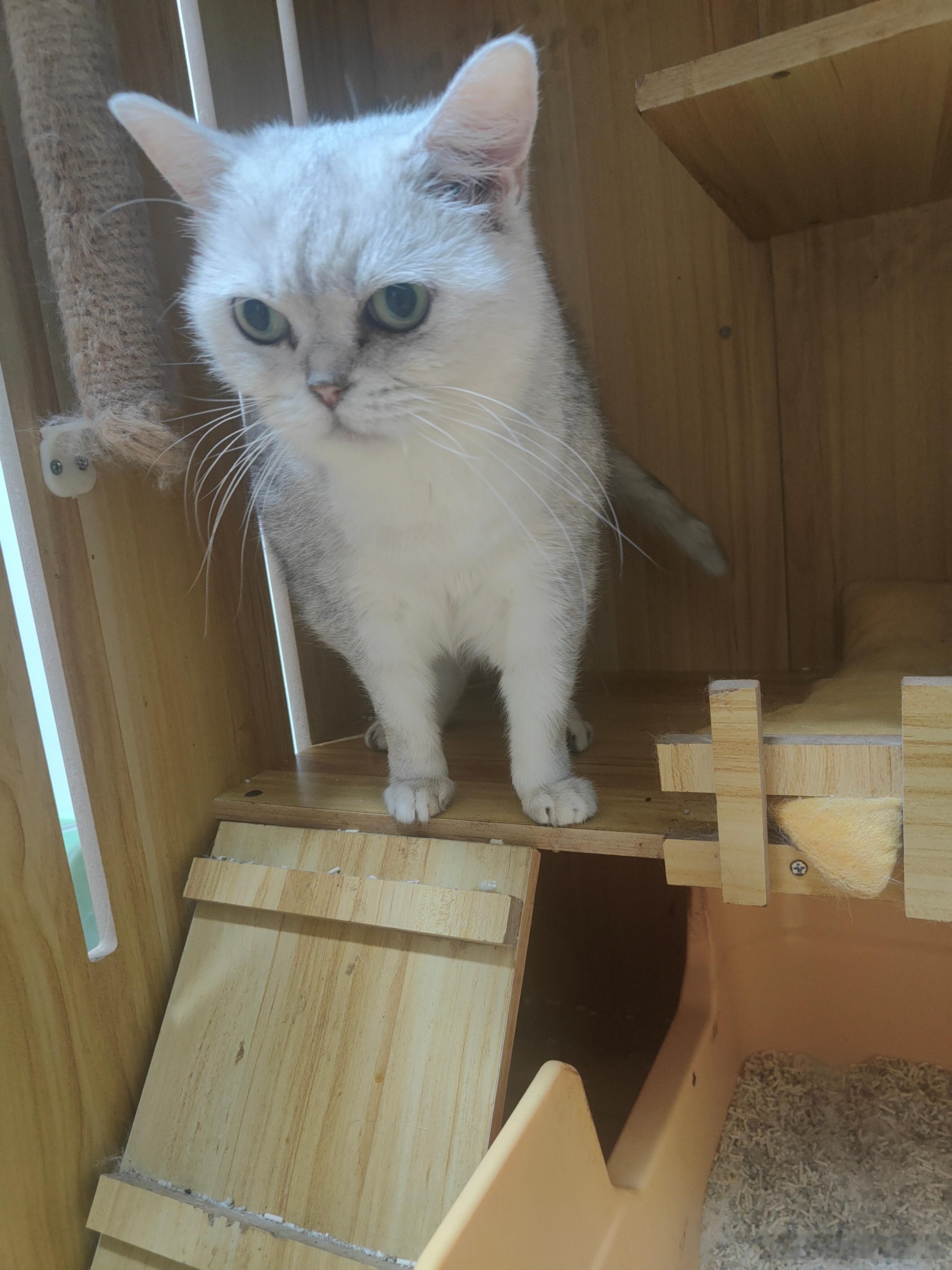 诗意回忆 这是一只小猫