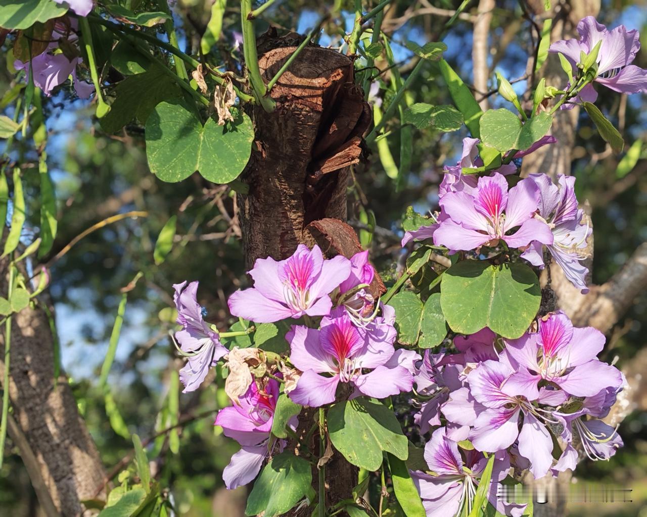 广东省阳西县沙扒镇月亮湾过冬记（四十三）候鸟又要往北飞了

这几天在电梯里、路上