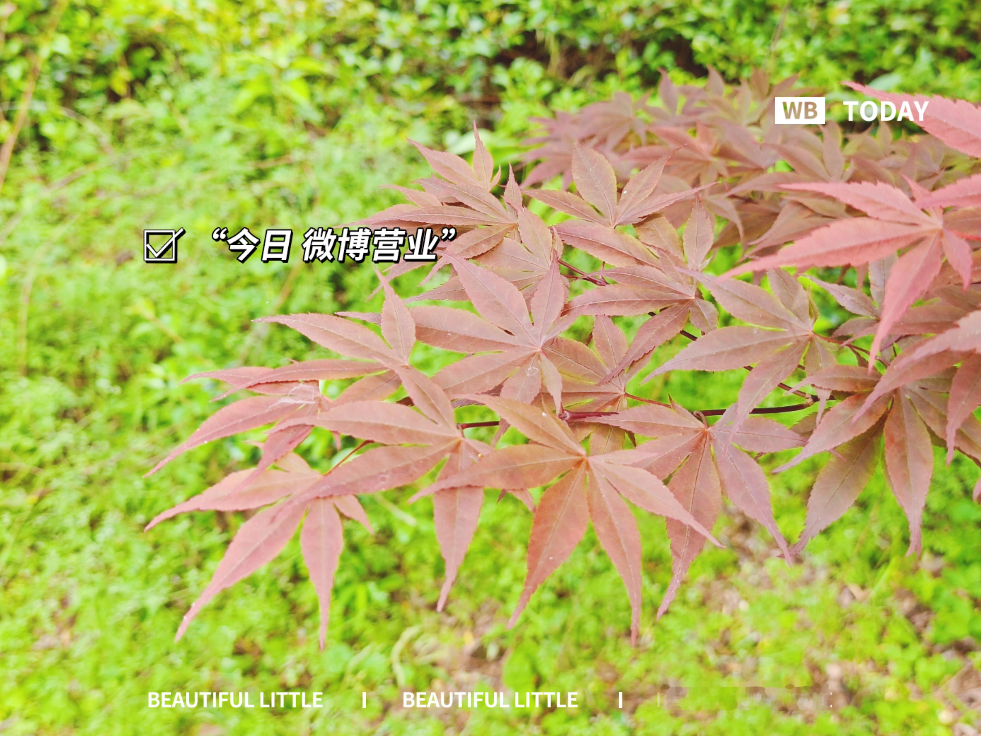 课本里教的秋天枫叶红的知识影响太深刻了，这个季节遇到长着红色巴掌树叶的，感觉像枫