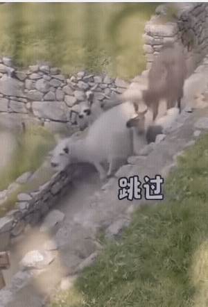 羊羊驼遇到横杆，方式各不相同：有的轻盈跃过，有的俯身钻行，有的直接移开障碍，有的