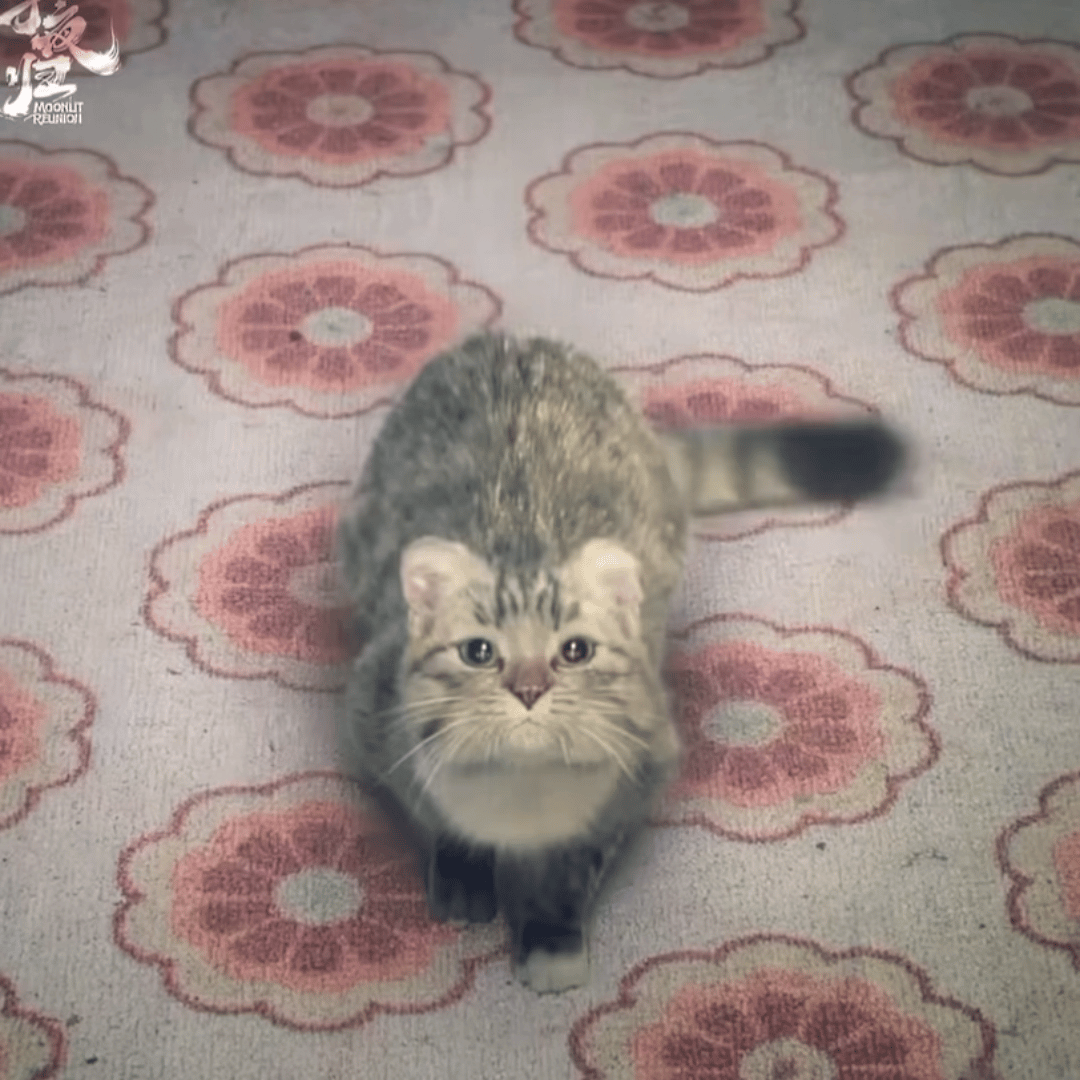 田曦薇猫公变身田曦薇猫公变身啦田曦薇猫猫变身 ​​​