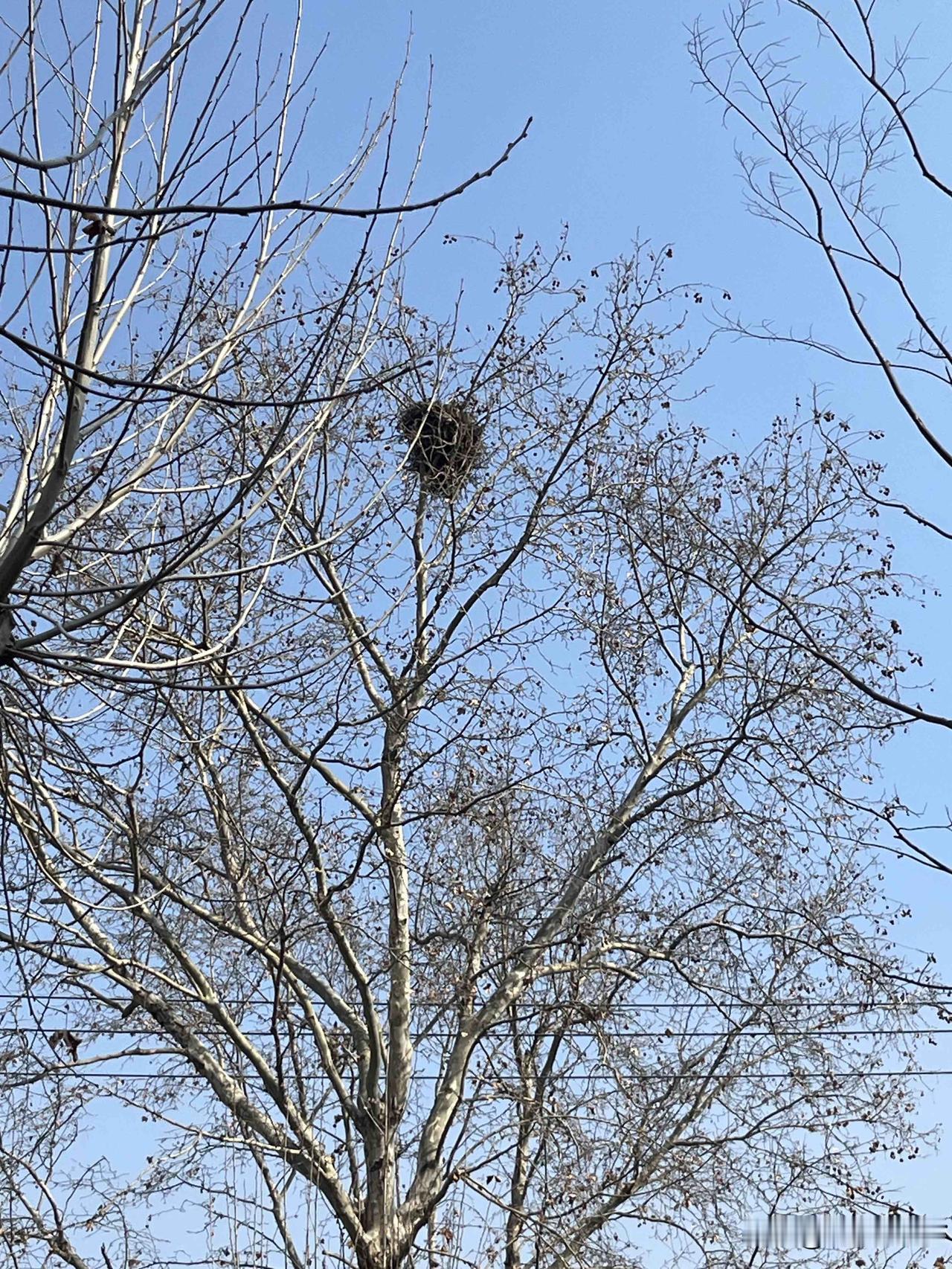 这个树上是什么呢