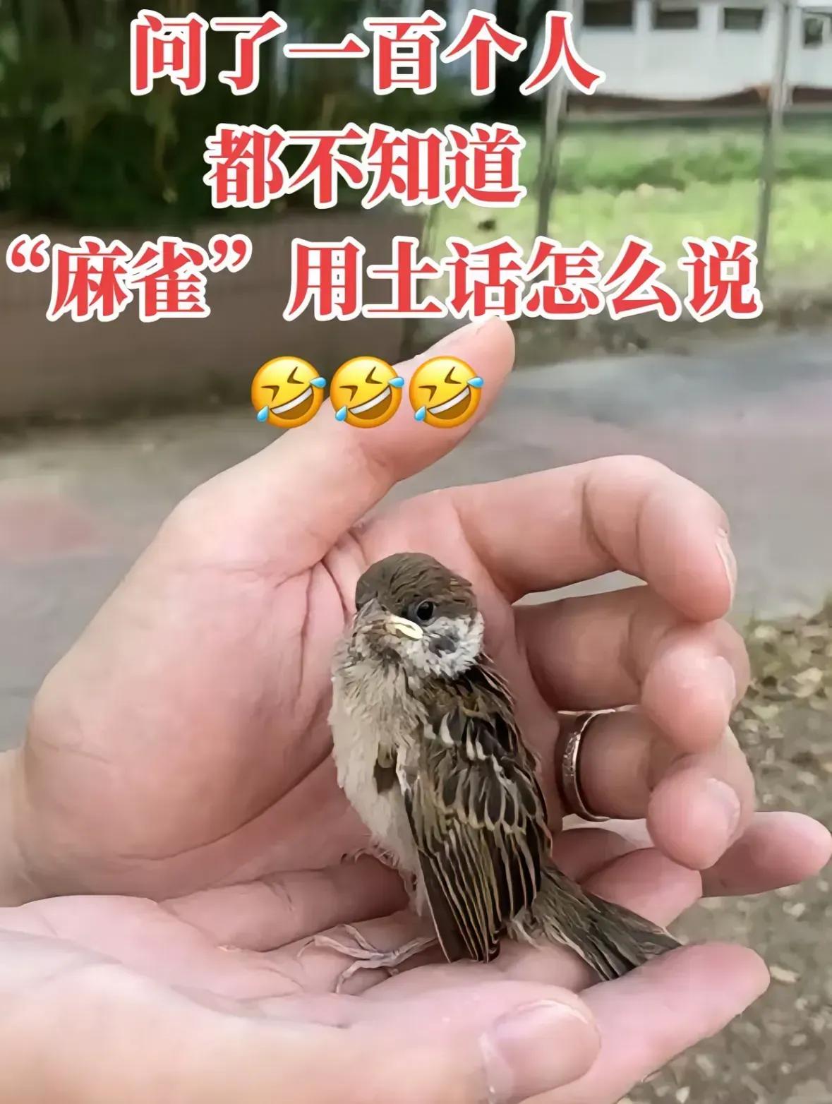 问了一百个人都不知道 “麻雀”用家乡话怎么说[捂脸][捂脸][捂脸][捂脸]你知