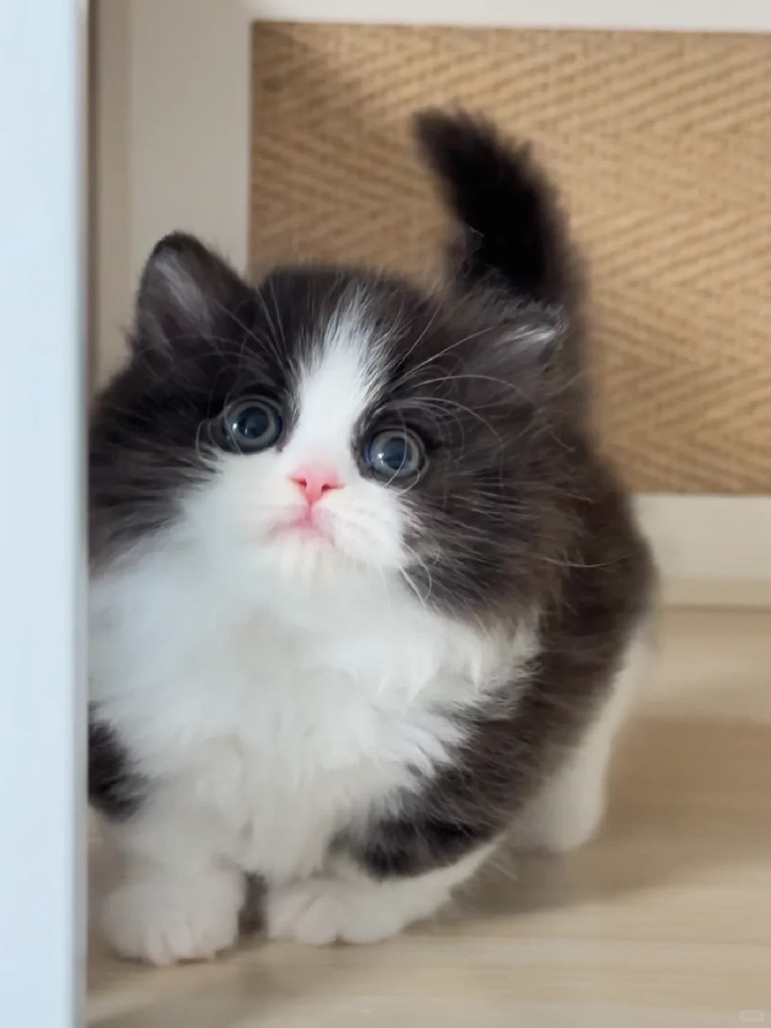 开门，偷心盗贼驾到！黑白米努特矮脚猫