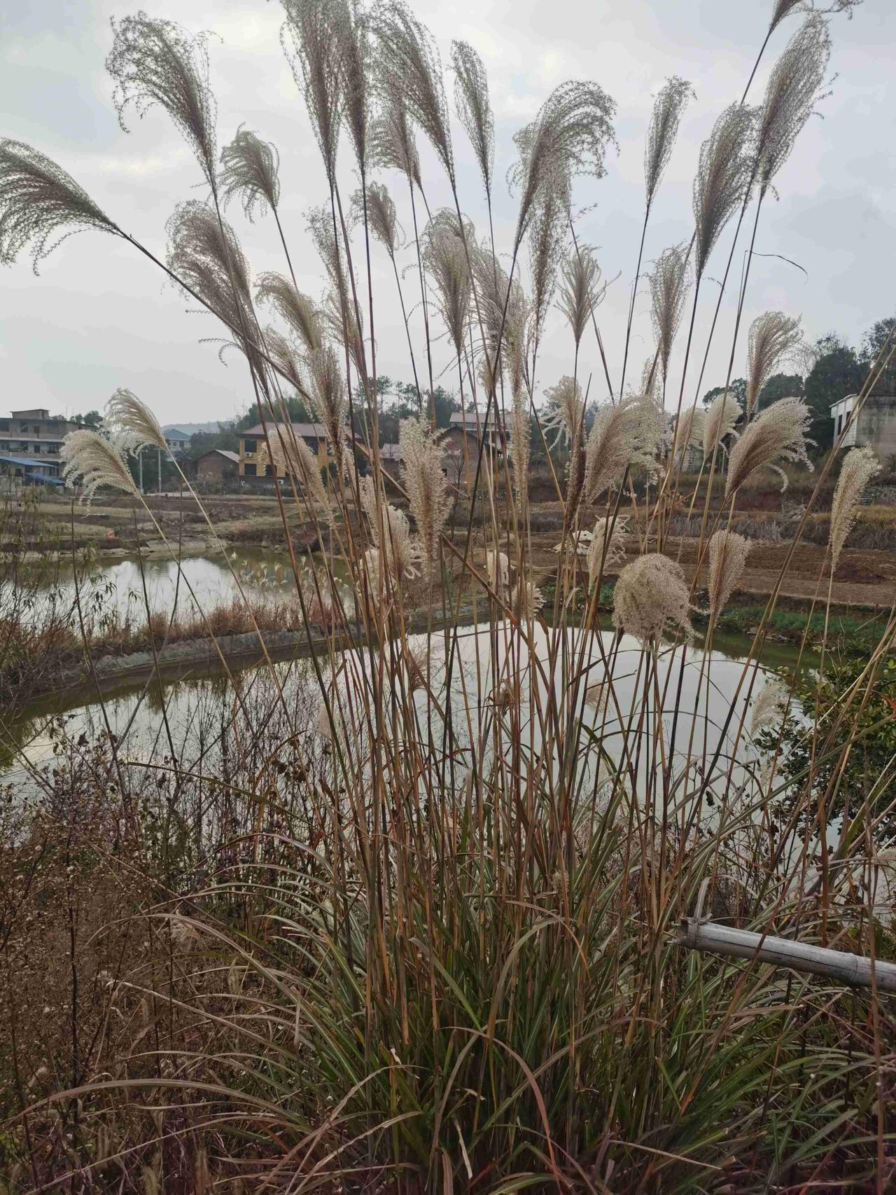 我的今日状态：😁轻松愉快
我这里的天气：☀️晴天
看见这枯黄的“毛草”迎风飘扬