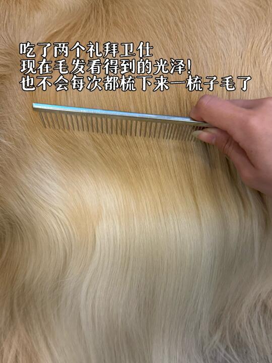 大型犬鱼油哪家强mag🆚卫仕