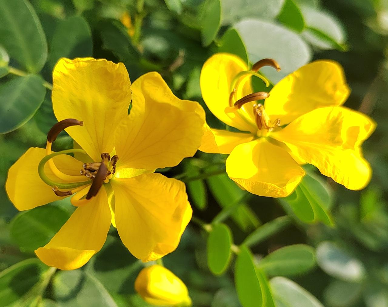 冬日暖阳，黄色小花快乐绽放，像点点星光洒落人间。微风轻拂，它们轻轻摇曳，仿佛在低