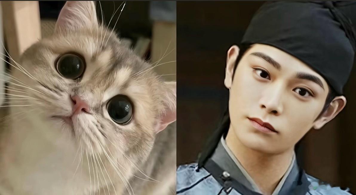 丁禹兮就是一只猫猫 