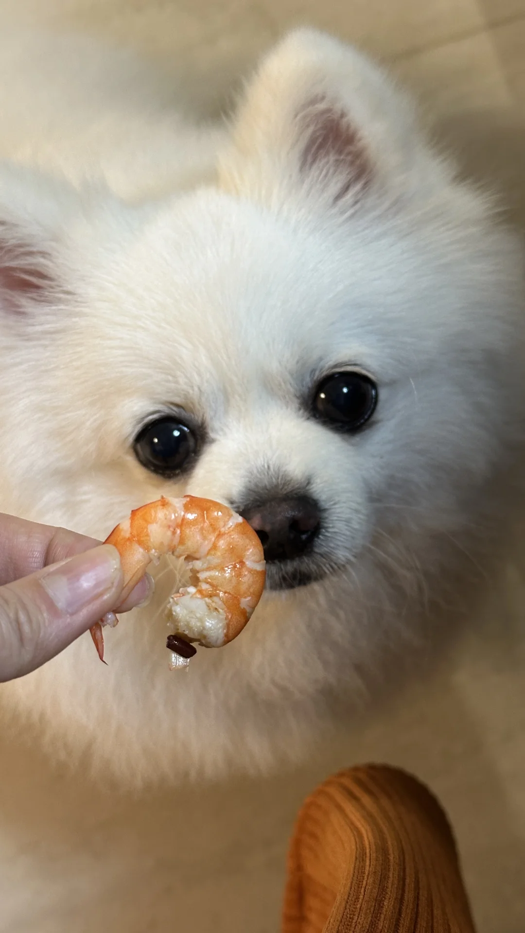 小狗头上长🍤啦