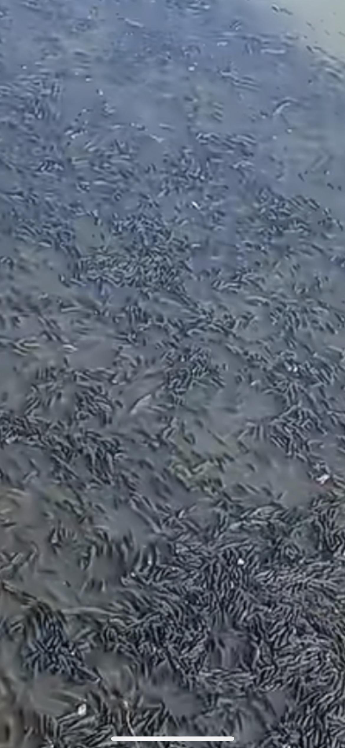 1月14日福建宁德，福建宁德福鼎市前岐镇一河道出现大量罗非鱼，浮上水面密密麻麻。