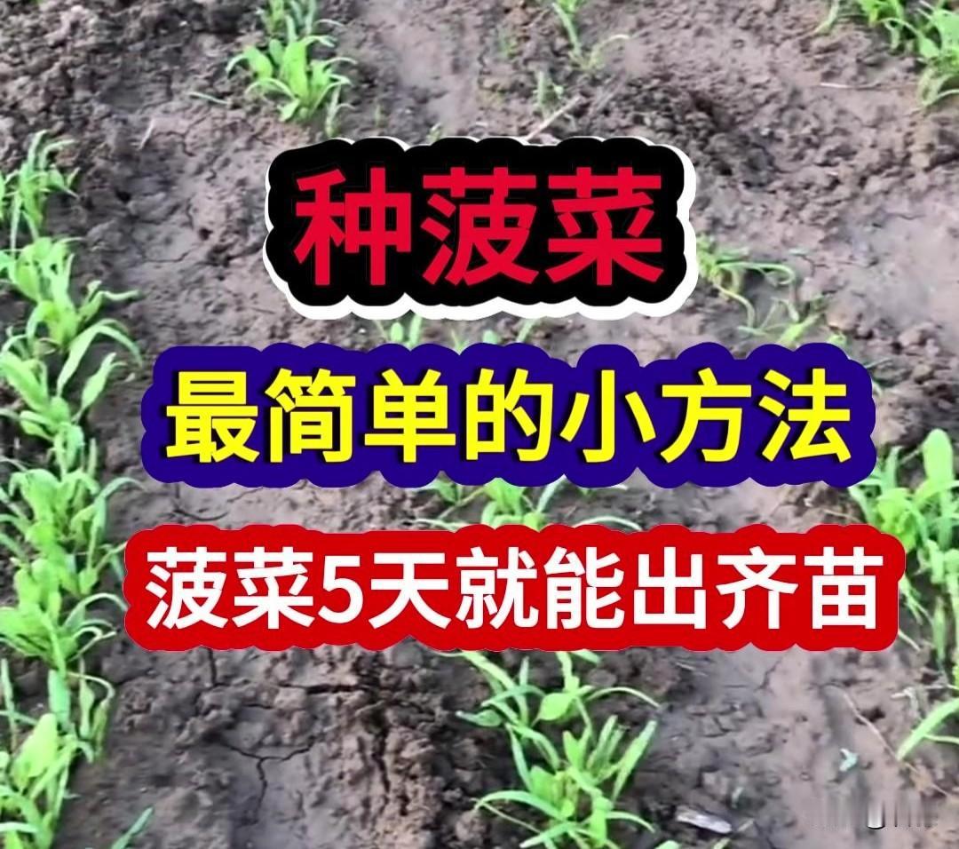 菠菜这种方法，5天就能出齐苗
 
不少菜友种菠菜，常常出苗稀稀拉拉，缺苗断垄。想