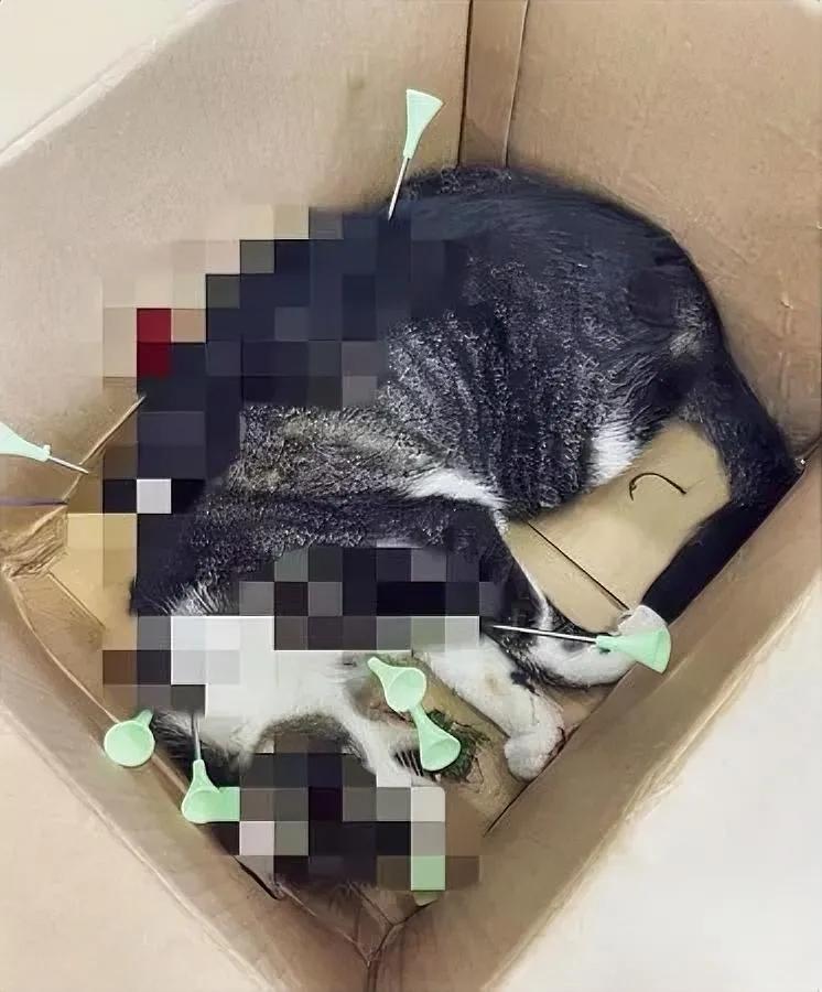 楼下喂了4年的橘猫

今早蜷在车底，身子直抖

凑近一看，脖子里插着根细细的箭