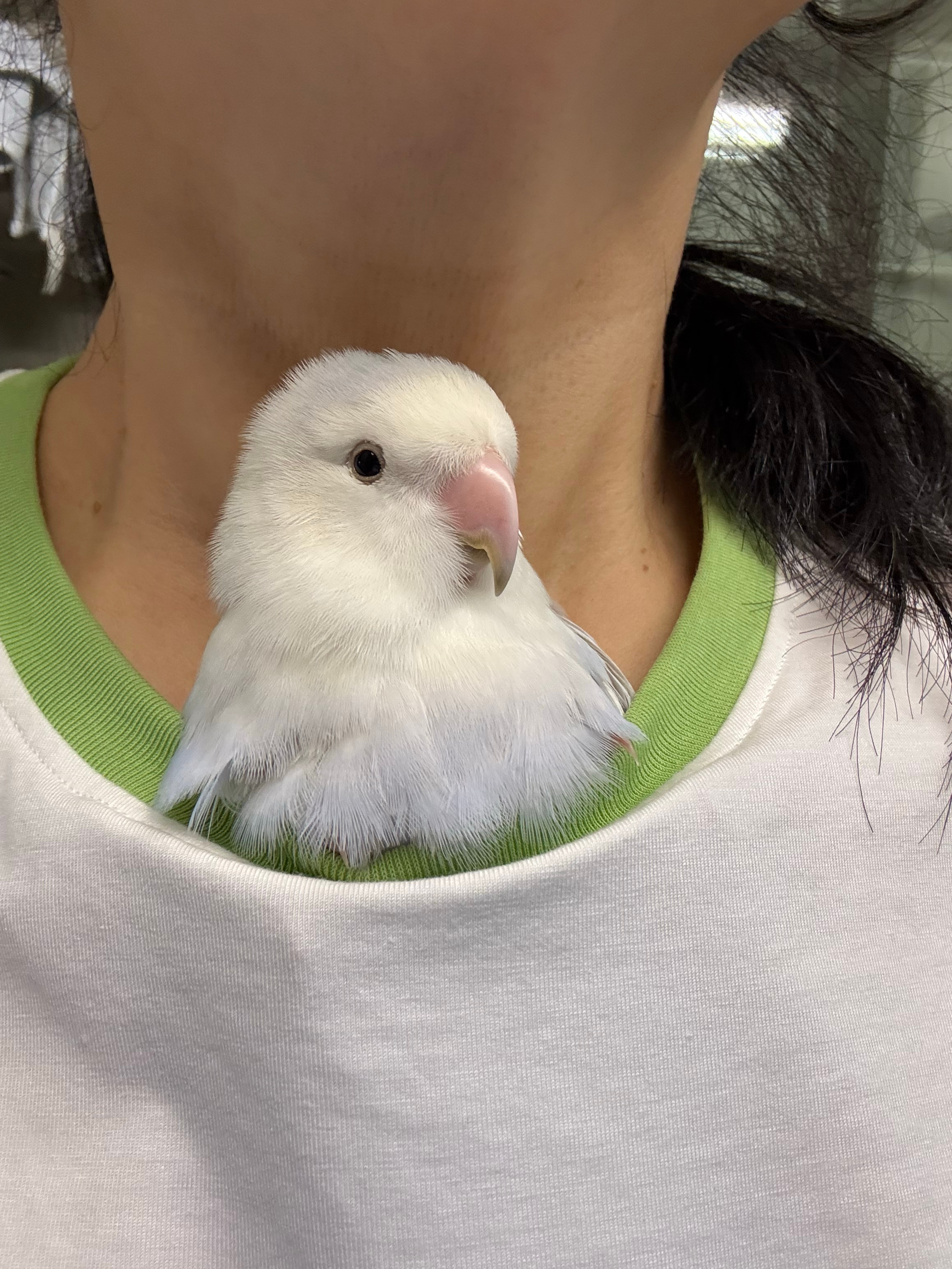 勇敢小🐔每日住在姥姥的衣服里 