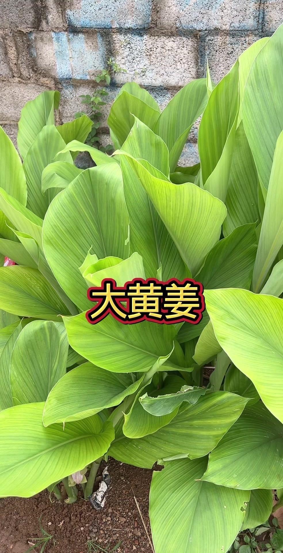 大家家乡叫“大黄姜”的植物多吗？🌿大黄姜别当野草扔！这可是老辈传下来的珍贵中草