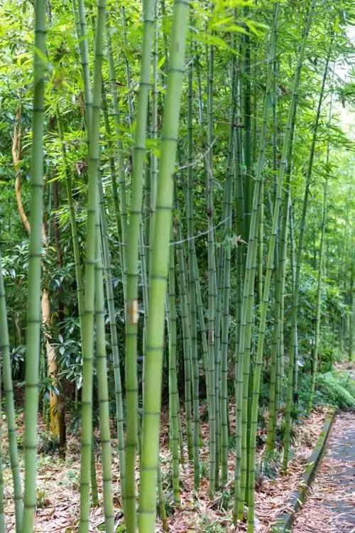 美国人到底有多怕竹子？怕到有些地方不是“不建议种”，而是直接立法限制。你以为竹子