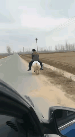 受惊了？
你悄悄的过去多好，宽宽的马路，干嘛还摁喇叭呢？这下好了，人仰猪翻全跑到