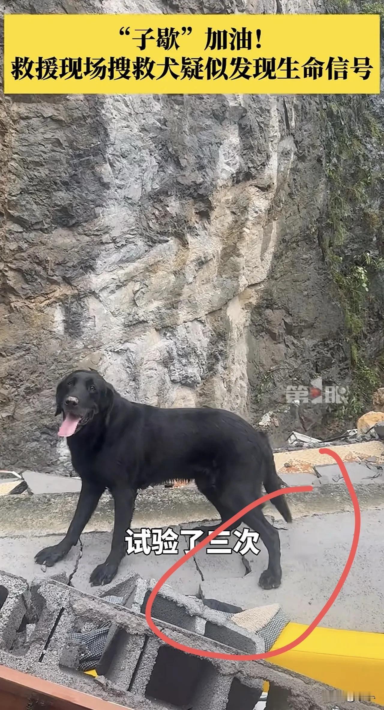 搜救犬立大功了！
一只叫“子歇”搜救犬，
发现重庆山体垮塌的一个废墟下面，
可能