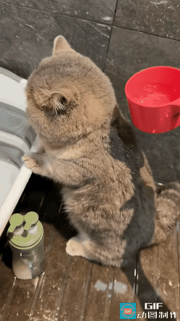 谁能拒绝一只洗澡全程乖乖配合的小奶猫啊！这才是养猫人的终极幸福吧！
 
广东这位