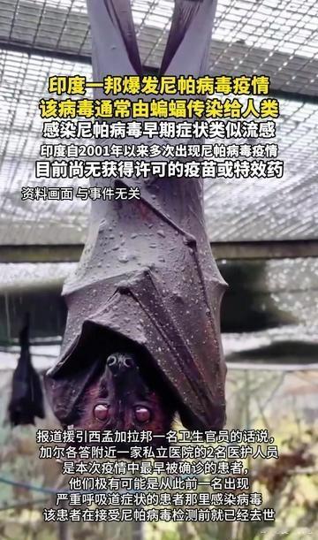 印度尼帕患者疑误饮蝙蝠污染饮料！就此次印度报告的病例，初步调查显示，患者A是一名