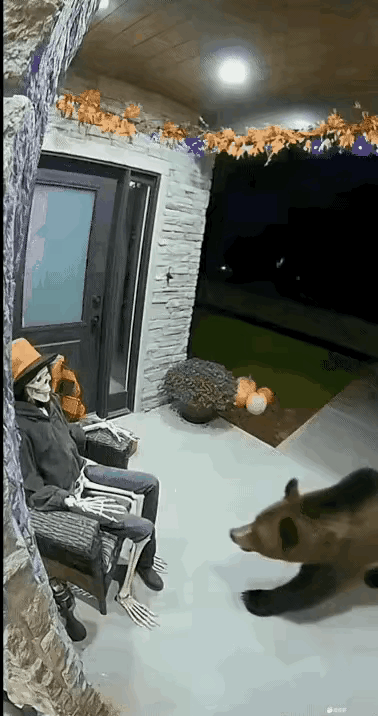 家人们谁懂啊！美国某居民区最近被一头野生棕熊搅得鸡犬不宁，这熊怕不是揣着“入户抢