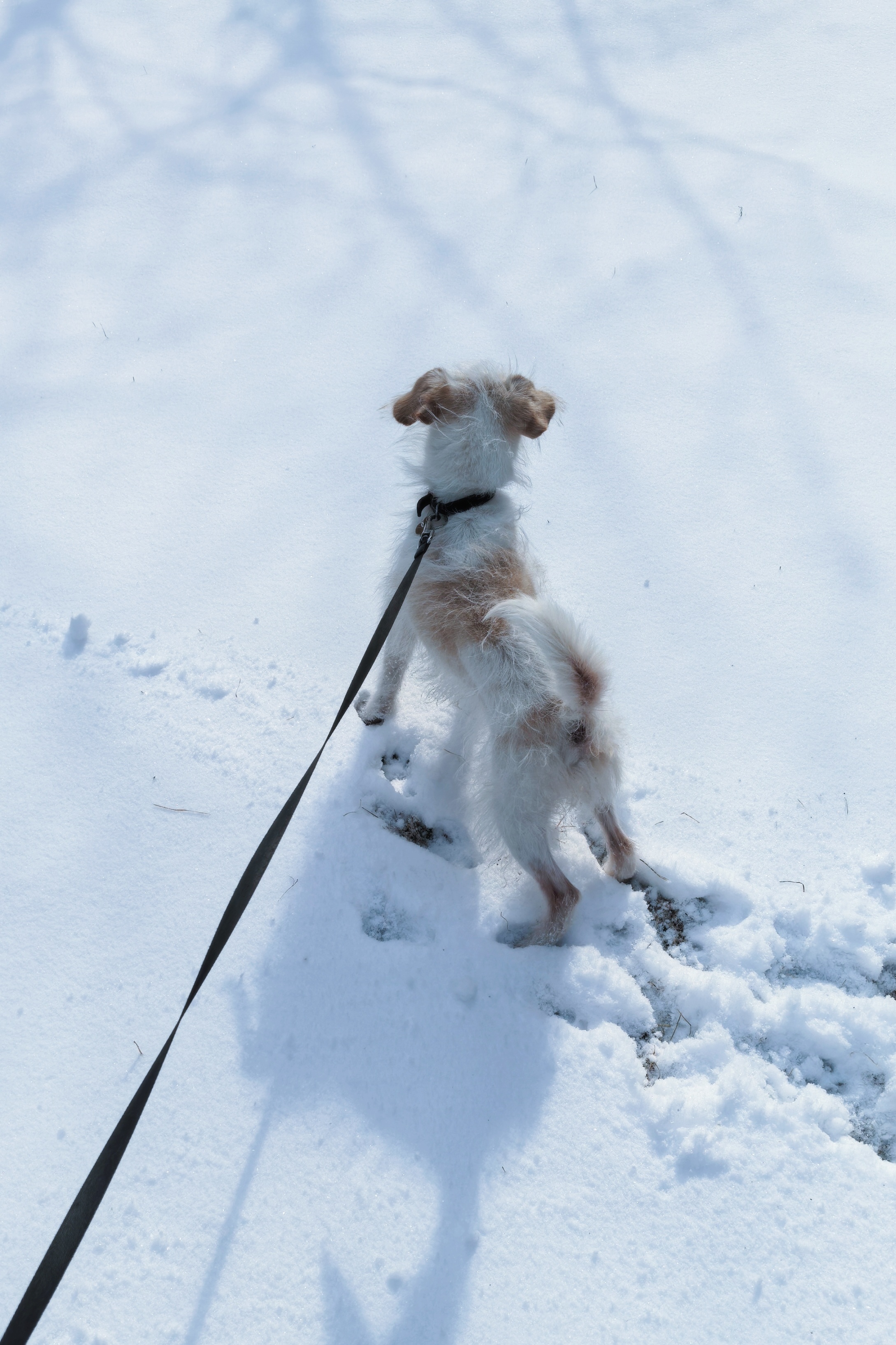 我家小南非常喜欢雪～ 