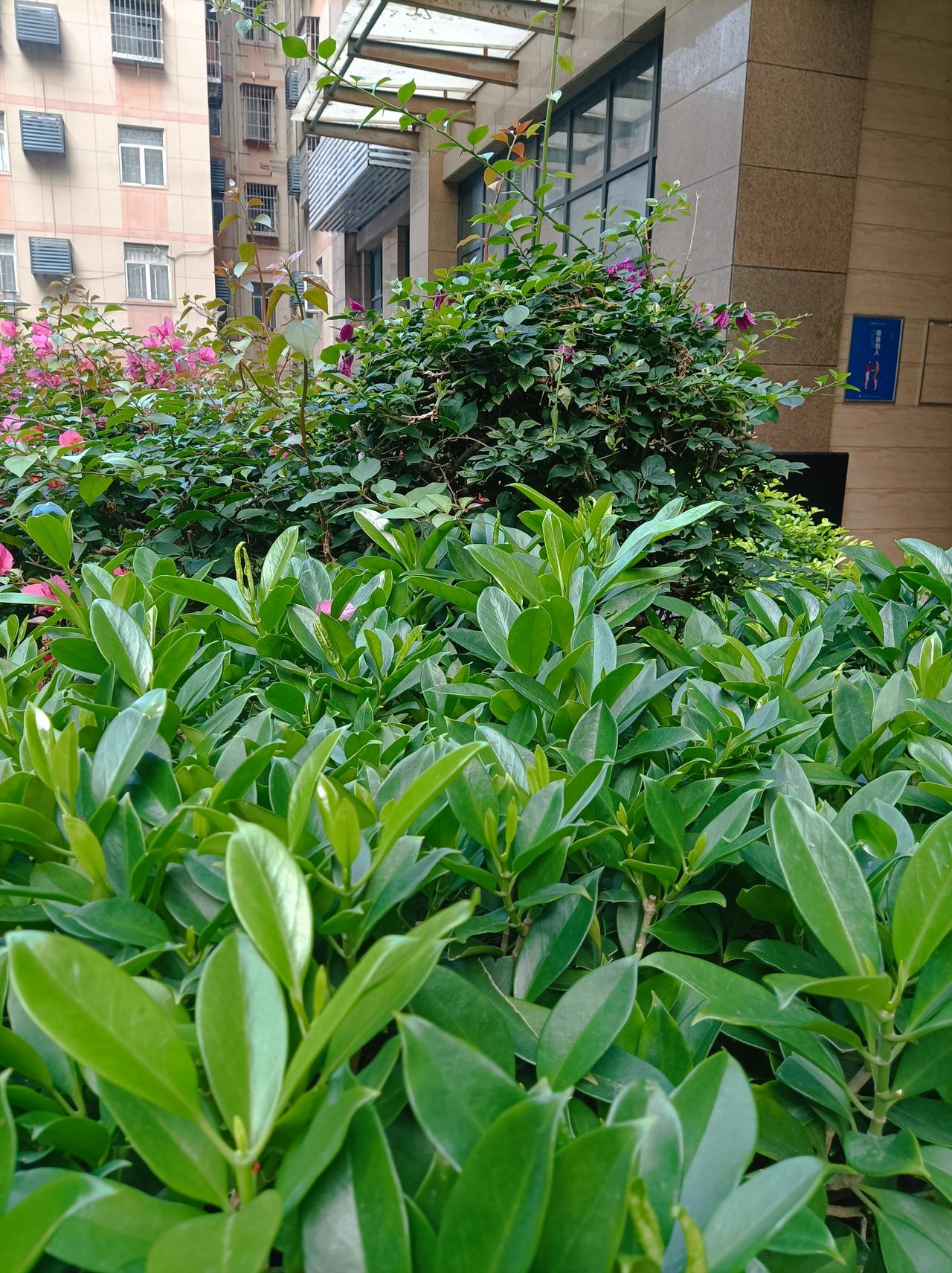 寻春踏青随手拍深圳的气温越来越高了，在外面到处都是缘油油的一片美景，特别是前几日