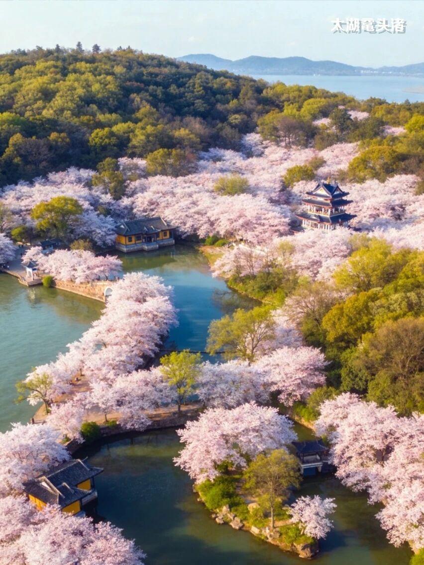 🌿你一句春不晚，我就到了真江南🌸
3月的🌸江苏无锡🌸是被上帝打翻的调色盘