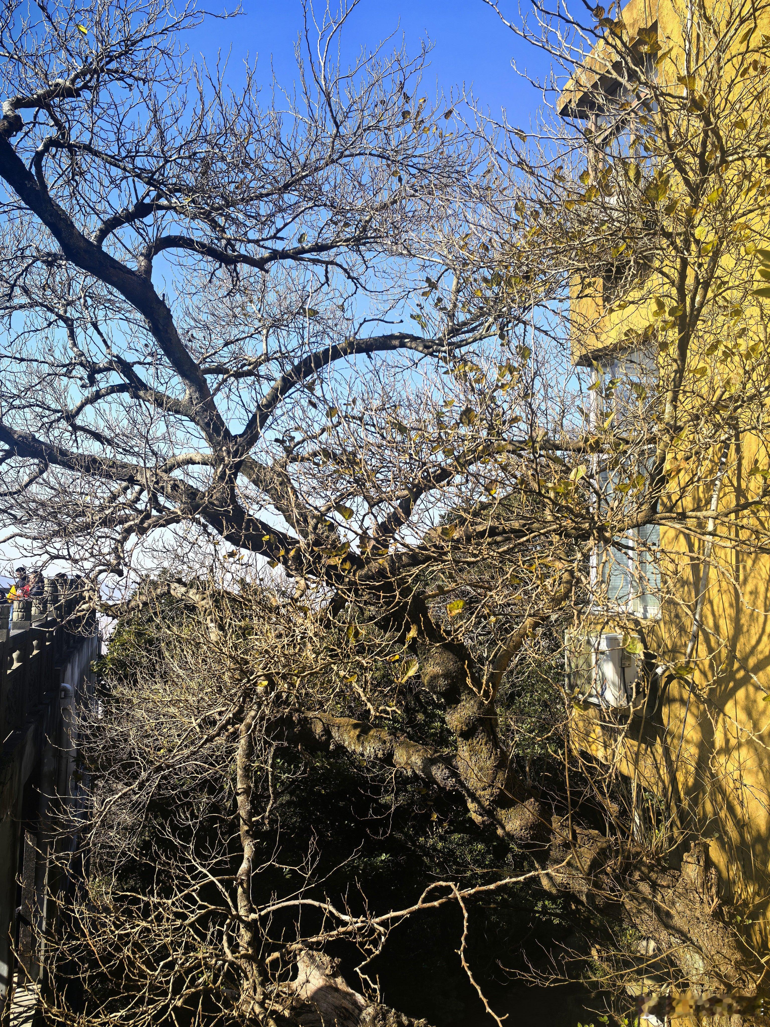 新壁纸  早安！ 