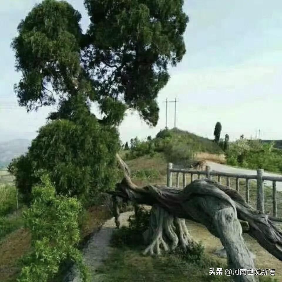 洛宁兴华乡袁洼这棵汉柏，听说保护过刘秀呢。洛宁地域 伊川兴华街 洛宁实体 长垣步