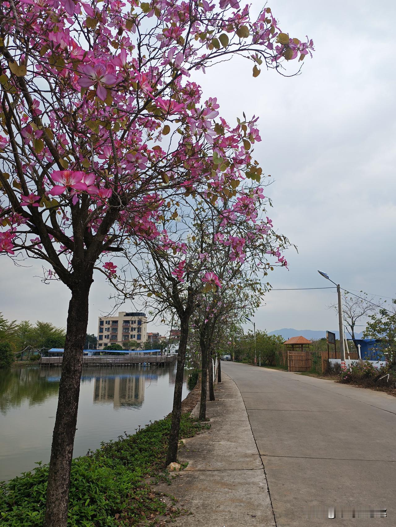 清明节了，昨晚竟然梦到我妈，梦中我妈生日，然后有个徒步20公里，参加走完的奖励8