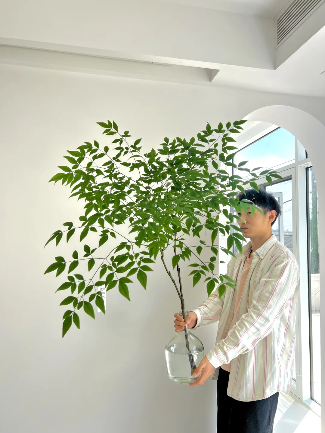 适合秋天的室内绿植，小森林南天竹
