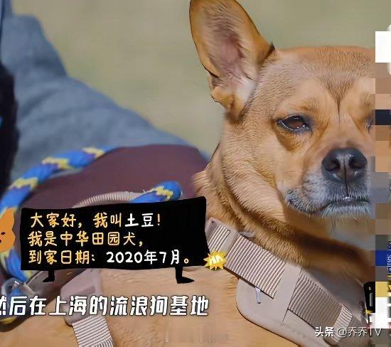 邓超:土豆是2020年7月在上海流浪狗基地领养的，可能长得太好看了，总无人问津！