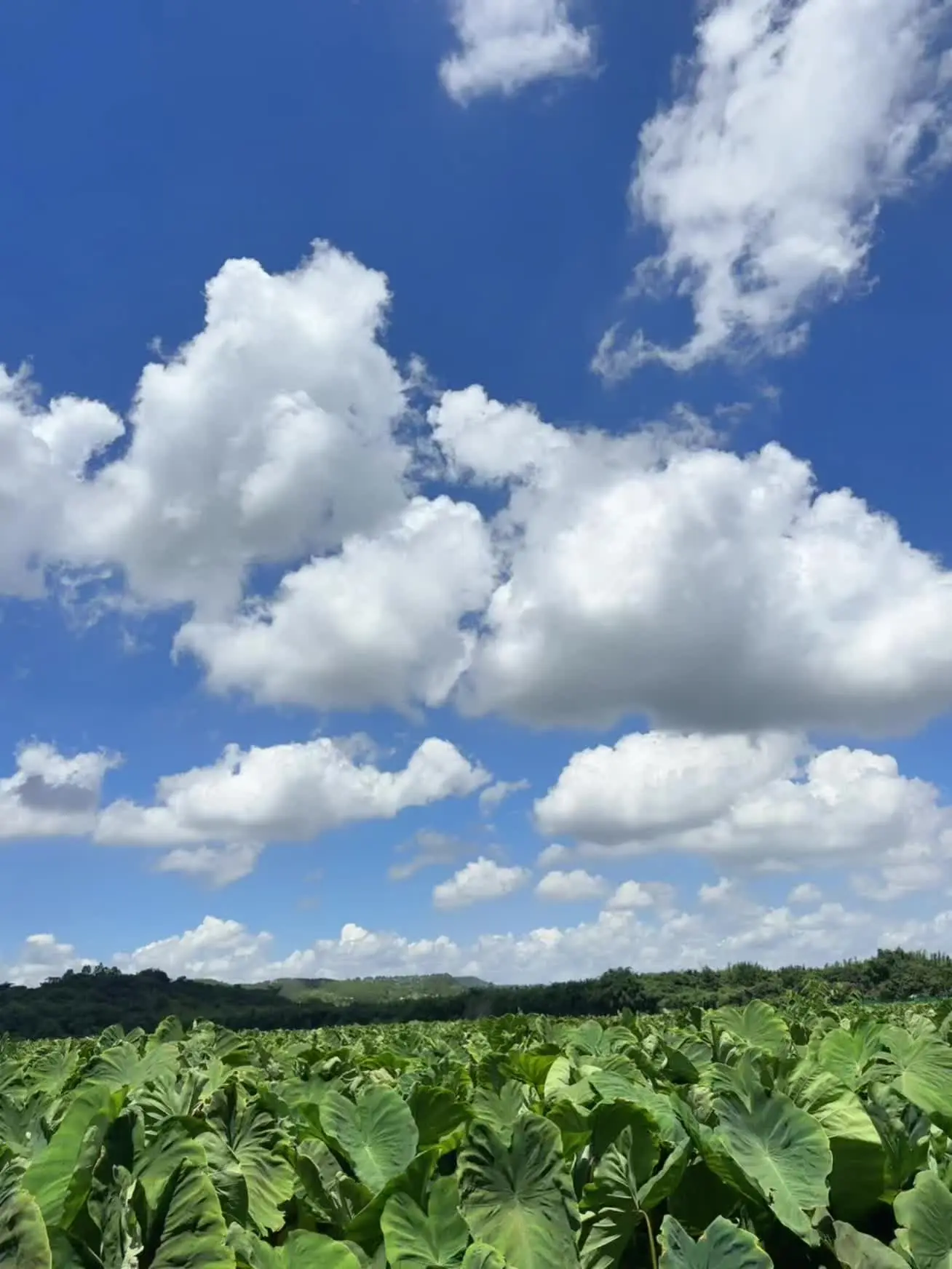 阳光是最好的滤镜