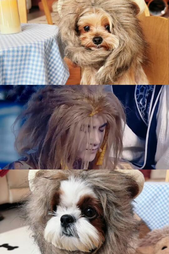 哥，请问这是你的灵感来源吗？金毛狮王