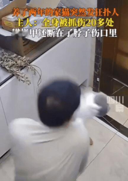 养不熟！”武汉一男子蹲地上逗猫，没想到，家猫却突然扑向主人，男子猝不及防的之下，