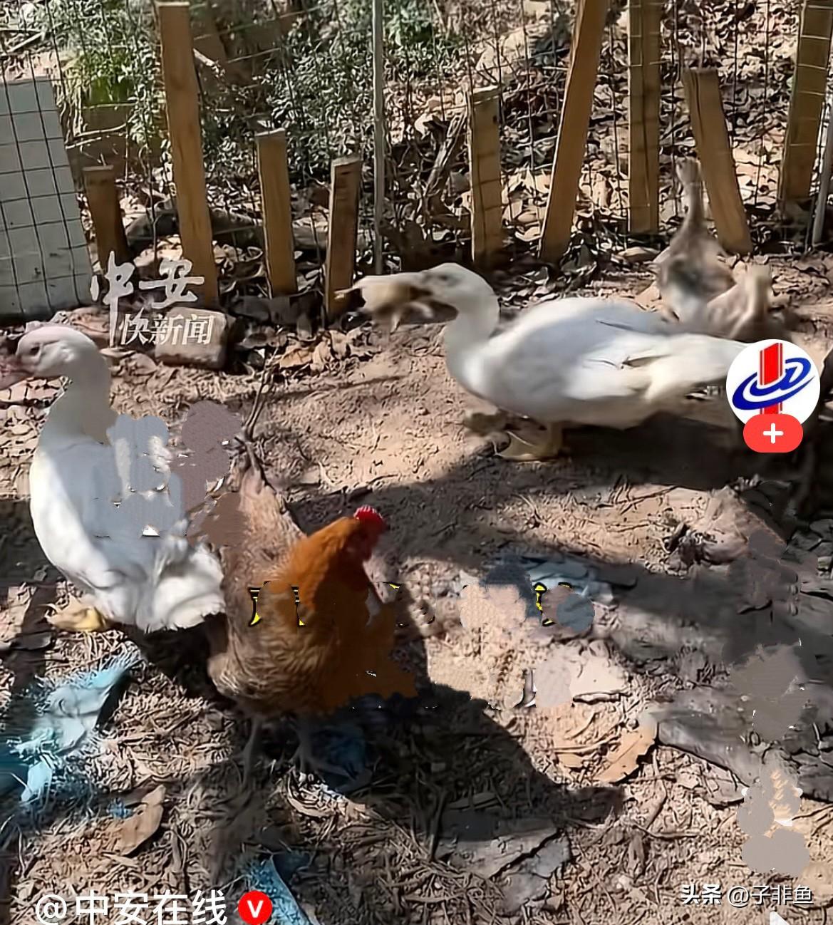 近日，福建厦门的郝女士家里养了47只小鸡，可爱的小鸡身上毛茸茸的令人喜爱，郝女士