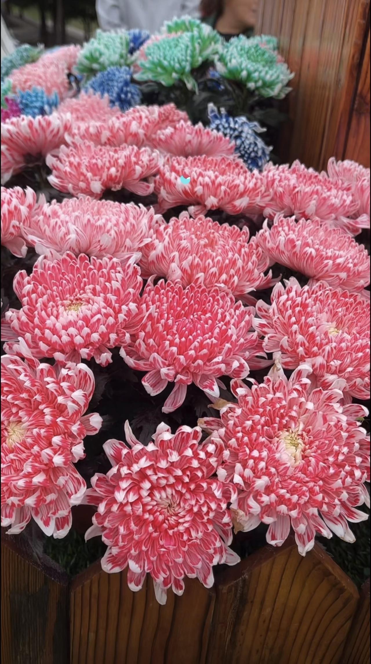 看看花花草草，总是习惯性的拍个照片，可以记录心情，也可以提供情绪价值。

每当闲